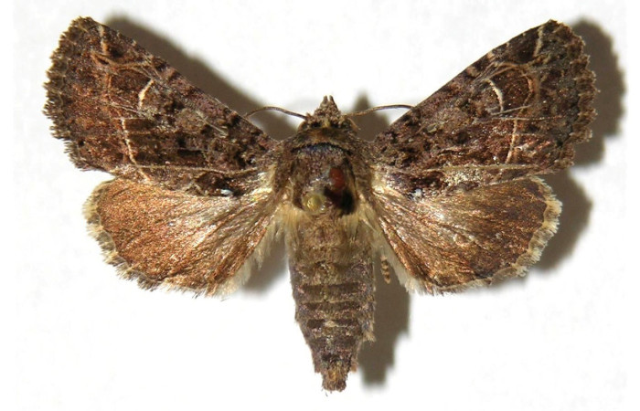  Adulto en posición dorsal de <i>Heterochroma</i> Poole03 (Noctuidae). Sector El Hacha, Sendero Bejuquilla. Voucher 98-SRNP-4057-DHJ315604.