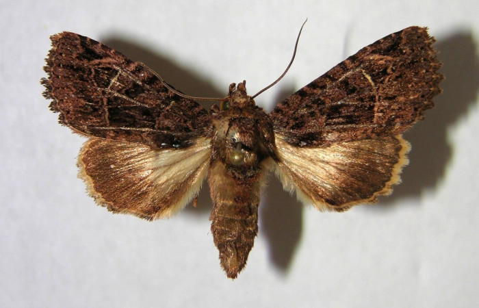  Adulto en posición dorsal de <i>Heterochroma sarepta</i> (Noctuidae). Sector San Cristóbal, Finca San Gabriel. Voucher 06-SRNP-9135-DHJ364730.