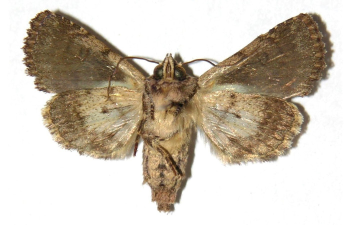  Adulto en posición ventral de <i>Heterochroma</i> Poole03 (Noctuidae). Sector El Hacha, Sendero Bejuquilla. Voucher 98-SRNP-4057-DHJ315605.