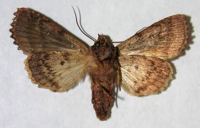  Adulto en posición ventral de <i>Heterochroma sarepta</i> (Noctuidae). Sector San Cristóbal, Finca San Gabriel. Voucher 06-SRNP-9135-DHJ364731.