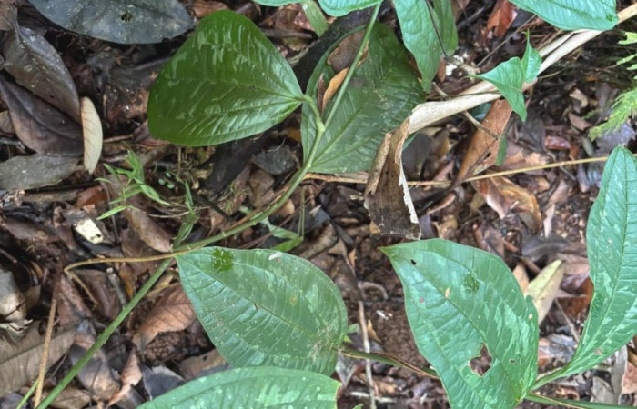  <i>Smilax vanilliodora</i> (Smilacaceae) planta hospedera de <i>Heterochroma</i> Poole03 (Noctuidae). Sector San Cristóbal, Rió Blanco Abajo. Foto, Gloria Siezar, 12 Mayo 2025.
