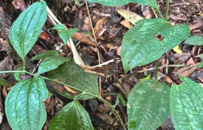  <i>Smilax vanilliodora</i> (Smilacaceae) planta hospedera de <i>Heterochroma</i> Poole03 (Noctuidae). Sector San Cristóbal, Rió Blanco Abajo. Foto, Gloria Siezar, 12 Mayo 2025.
