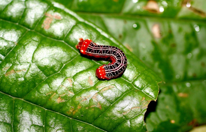 Larva en posición dorsal de <i>Heterochroma</i> Poole03 (Noctuidae), PU estadio. Sector San Cristóbal,Rió Blanco Abajo. Voucher 06-SRNP-856-DHJ424579.jpg.