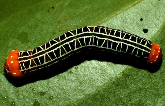  Larva en posición dorsal de <i>Heterochroma sarepta</i> (Noctuidae), PU estadio. Sector Cacao,Sendero Toma Agua. Voucher 98-SRNP-3335-DHJ44871.jpg.