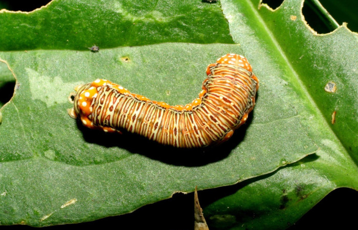  Larva en posición dorsal de <i>Heterochroma</i> apoole03 (Noctuidae), U estadio. Sector Mundo Nuevo, Quebrada Tibio Perla. Voucher 06-SRNP-58309-DHJ417960.jpg.