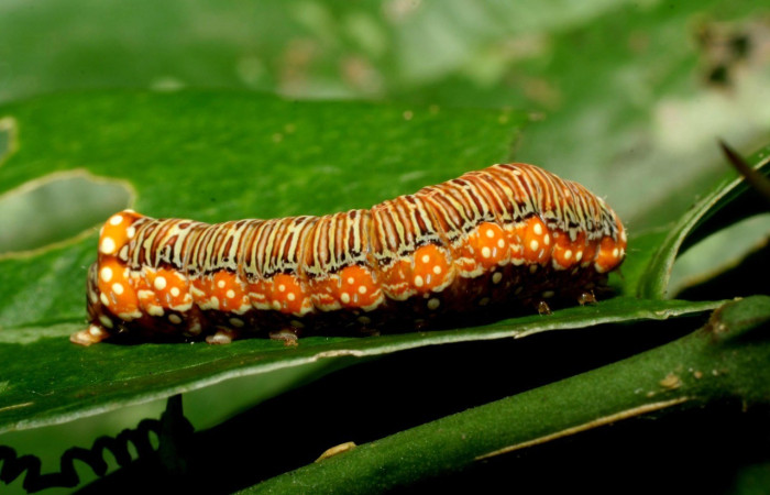  Larva en posición lateral de <i>Heterochroma</i> apoole03 (Noctuidae), U estadio. Sector Mundo Nuevo, Quebrada Tibio Perla. Voucher 06-SRNP-58309-DHJ417961.jpg.