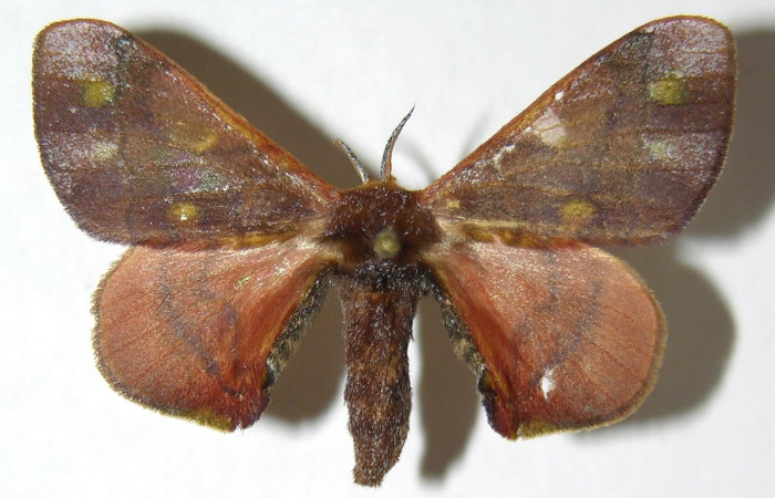 Fig. 12. Vista dorsal de adulto de <i>Epia</i> casnoniaDHJ02 (Bombycidae), la envergadura de sus alas es de 36 mm. Su coloración adaptada para evitar depredadores. Voucher: 07-SRNP-46592-DHJ389092