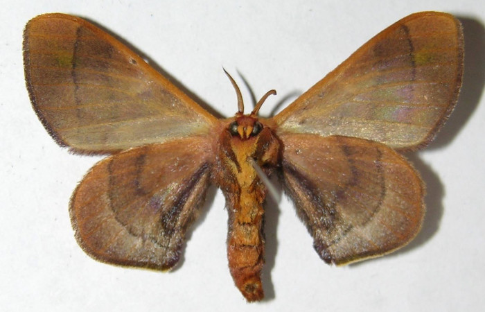 Fig. 13. Vista ventral de adulto <i>Epia</i> casnoniaDHJ02 (Bombycidae). Voucher: 07-SRNP-46592-DHJ389093