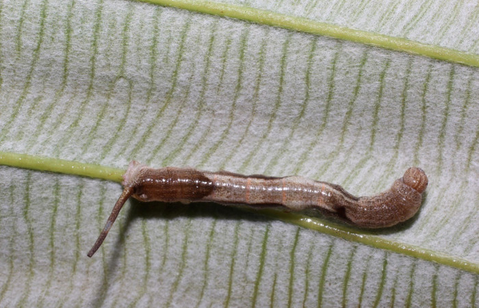 Fig. 2. Vista dorsal de <i>Epia</i> casnoniaDHJ02, se nota la protuberancia en su parte trasera que simula una colita. En la planta hospedera. Voucher: 17-SRNP-725-DHJ704340.jpg        