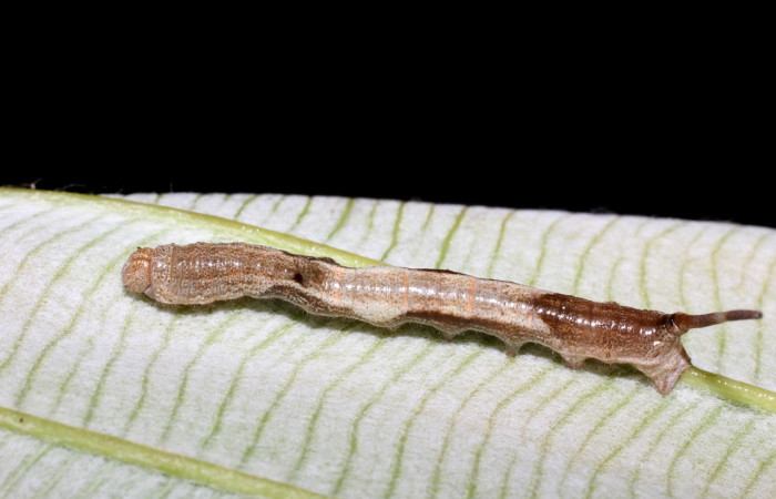 Fig. 3. Vista lateral de la larva <i>Epia</i> casnoniaDHJ02 (Bombycidae). Voucher: 17-SRNP-725-DHJ704342.jpg       
