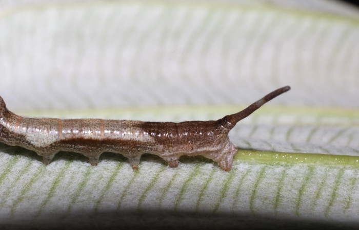 Fig. 5. Vista lateral trasera de <i>Epia</i> casnoniaDHJ02 (Bombycidae), pseudocornuto, cola falsa, proyección caudal nombre general para una estructura prominente en el extremo posterior (segmento anal) de muchas larvas, especialmente en mariposas y polillas. Puede simular un cuerno o cola y tiene función defensiva o de camuflaje. Voucher: 17-SRNP-725-DHJ704345.jpg       