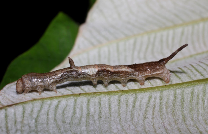 Fig. 6. Vista lateral completa de larva donde se nota el escólex dorsal y pseudocornuto. <i>Epia</i> casnoniaDHJ02 (Bombycidae). Voucher: 17-SRNP-725-DHJ704347.jpg       