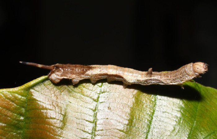 Fig. 7. Vista lateral completa de <i>Epia</i> casnoniaDHJ02 (Bombycidae). Posada en su planta hospedera <i>Coussapoa nymphaeifolia</i> (Urticaceae). Voucher: 17-SRNP-725-DHJ704351.jpg        