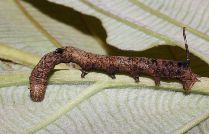 Fig. 9. Vista lateral de la larva <i>Epia</i> casnoniaDHJ02 (Bombycidae), colectada en el Sendero Rio Blnaco, en el Sector San Cristóbal. Voucher: 17-SRNP-725-DHJ704358.jpg       