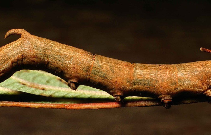 Fig. 10. Vista lateral de larva <i>Epia muscosa</i> (Bombycidae), su color es diferente a Epia casnoniaDHJ02.Voucher: 99-SRNP-13008-DHJ51992.jpg       