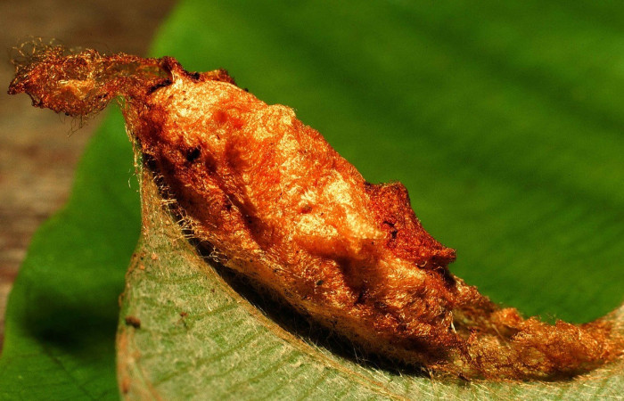 Fig.11. Vista lateral de la pupa de <i>Epia muscosa</i> (Bombycidae), según el registro esta pupa mide 36 mm y esta adherida a una hoja de la planta hospedera <i>Coussapoa nymphaeifolia</i> (Urticaceae). Voucher: 99-SRNP-13009-DHJ51990.jpg       