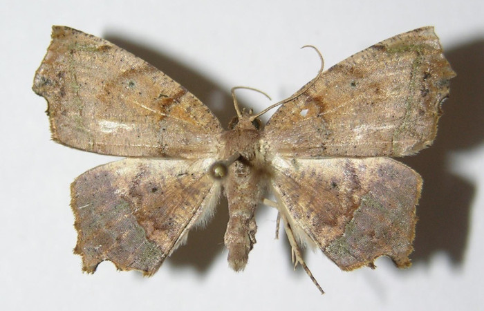 Figura 13. Adulto hembra de <i>Phyllodonta</i> indeterminataDHJ03 (Geometridae), vista dorsal. Voucher 05-SRNP-3066-DHJ325998.jpg.