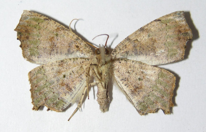 Figura 14. Adulto hembra de <i>Phyllodonta</i> indeterminataDHJ03 (Geometridae), vista ventral. Vouche 05-SRNP-3066-DHJ325999.jpg.