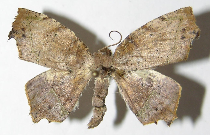 Figura 15. Adulto macho de <i>Phyllodonta</i> indeterminataDHJ03 (Geometridae), vista dorsal. Voucher 05-SRNP-3067-DHJ324534.jpg.