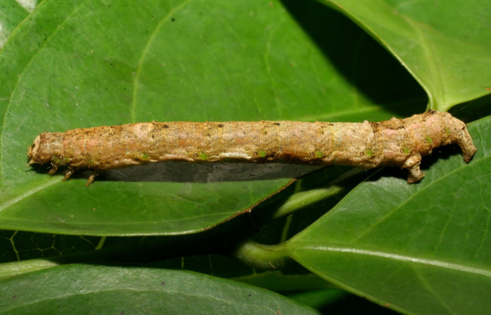 Figura 6. <i>Phyllodonta</i> indeterminataDHJ03 (Geometridae), en último estadio, posición lateral, Sector Los Almendros. Voucher 08-SRNP-21690-DHJ438265.jpg.
