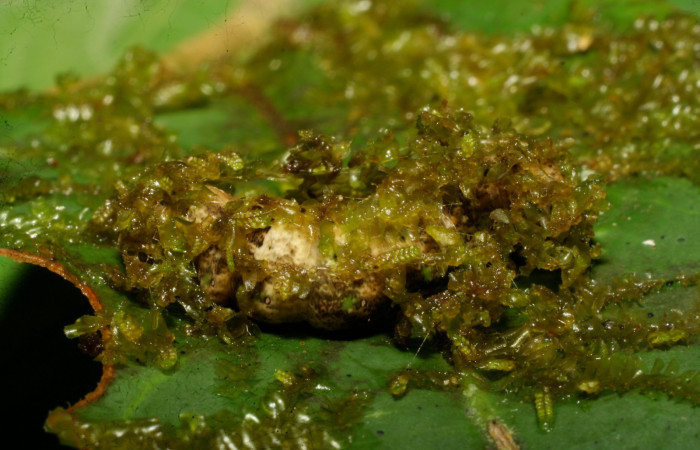 Figura 8. Prepupa de <i>Phyllodonta</i> indeterminataDHJ03 (Geometridae). Estación Pitilla. Voucher 08-SRNP-31378-DHJ440366.jpg.