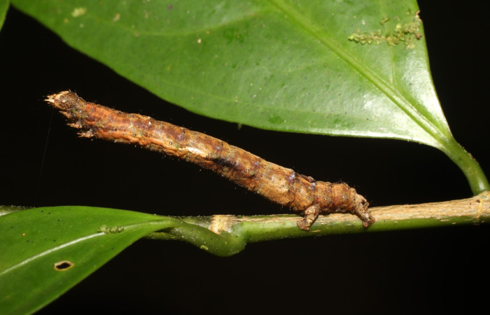 Figura 3. <i>Phyllodonta</i> indeterminataDHJ03 (Geometridae), en penúltimo estadio, posición lateral, Sector San Cristóbal. Voucher 17-SRNP-1144-DHJ704511.jpg.