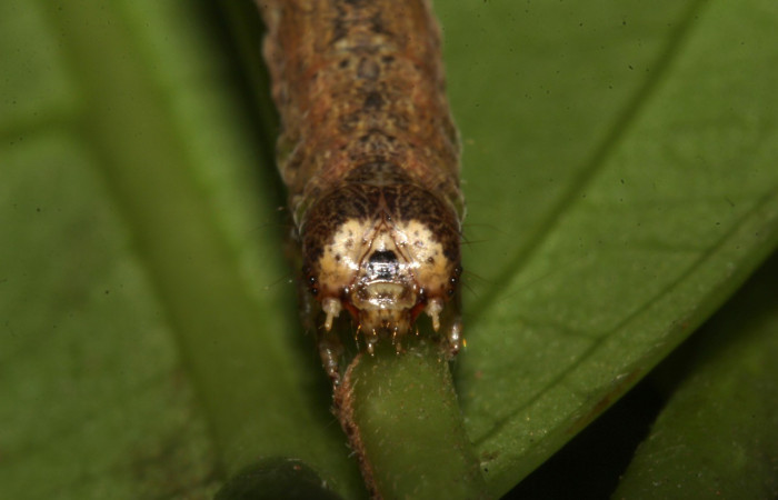 Figura 5. <i>Phyllodonta</i> indeterminataDHJ03 (Geometridae), en penúltimo estadio, posición frontal, Estación Pitilla. Voucher 18-SRNP-30948-DHJ744578.jpg.
