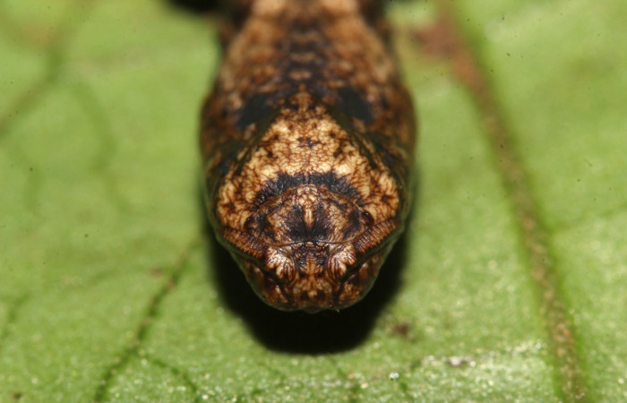 Figura 11. Pupa de <i>Phyllodonta</i> indeterminataDHJ03 (Geometridae). Estación Pitilla. Voucher 18-SRNP-31163-DHJ745345.jpg.