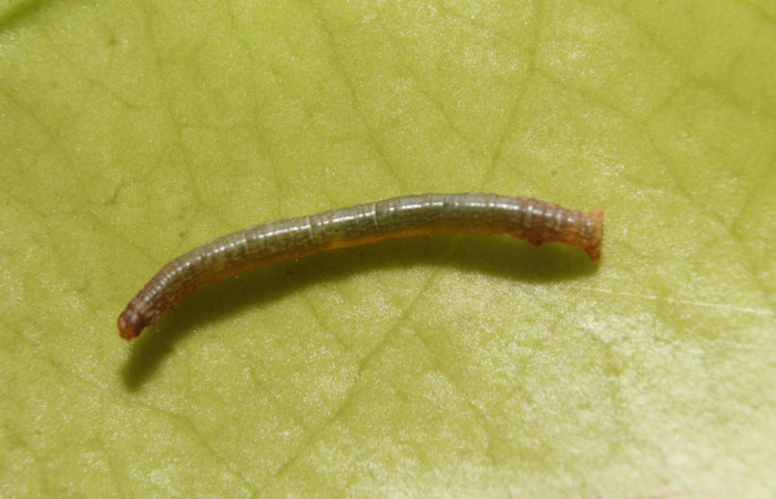 Figura 2. <i>Phyllodonta</i> indeterminataDHJ03 (Geometridae) en tercer estadio, posición dorsal, Estación Botarrama. Voucher 18-SRNP-46282-DHJ719222.jpg.