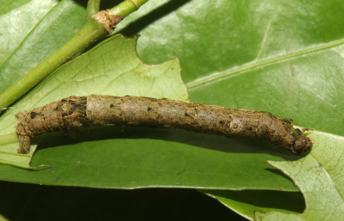 Figura 7. <i>Phyllodonta</i> indeterminataDHJ03 (Geometridae), en último estadio, posición dorsal, Estación Quica. Voucher 19-SRNP-70944-DHJ751529.jpg.