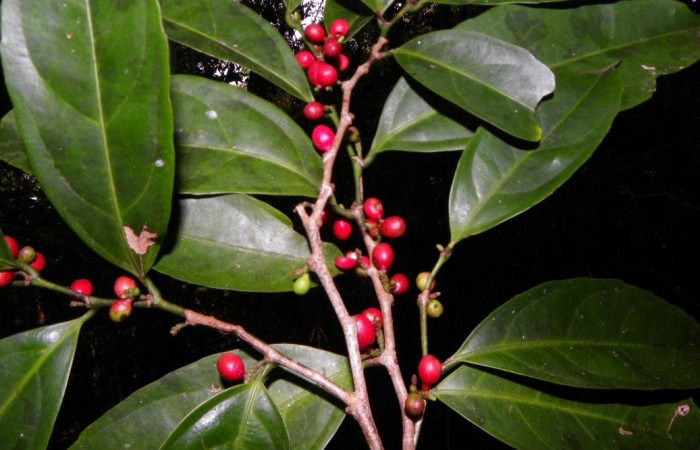 Figura 17. <i>Lacistema aggregatum</i> (Lacistemataceae) planta hospedera de de <i>Phyllodonta</i> indeterminataDHJ03 (Geometridae). Foto ACG.