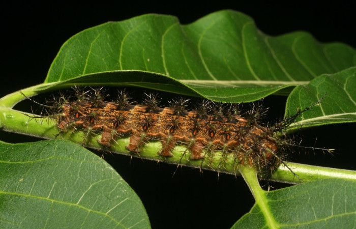 Fig.14 Larva <i>Lonomia columbiana</i>, (Saturniidae), se alimenta  <i>Cedrela odorata</i>, (Meliaceae), mostrando la parte dorsal entero. Voucher: 06-SRNP-4626-DHJ410670.jpg.