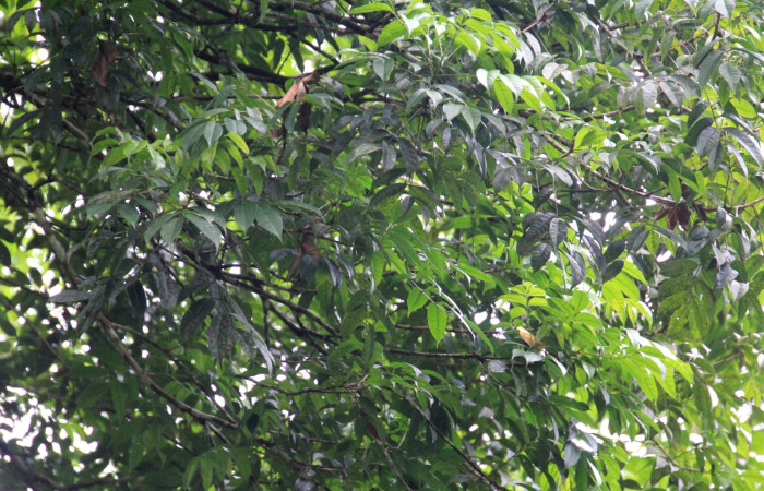 Fig. 17 Planta <i>Protium stevensonii</i>,(Burseraceae), hospedera de la larva <i>Lonomia columbiana</i>, (Saturniidae), foto 27 Mayo 2025, Sector Del Oro, Rio Chon, Roster Moraga.
