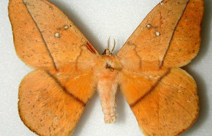 Fig.1 Adulto <i>Lonomia columbiana</i>, Saturniidae, macho mostrando la parte dorsal. Voucher: INBIOCRI000530689-DHJ34462.