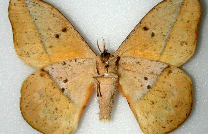 Fig.2  Adulto <i>Lonomia columbiana</i>, Saturniidae, macho mostrando la parte ventral. Voucher: INBIOCRI000530689-DHJ34463.