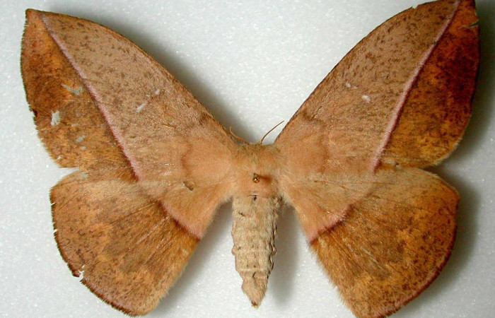 Fig.3 Adulto <i>Lonomia columbiana</i>, Saturniidae, macho mostrando la parte dorsal. Voucher: INBIOCRI000674023-DHJ34464.