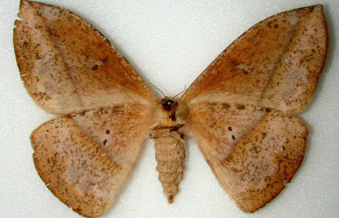 Fig.4 Adulto <i>Lonomia columbiana</i>, Saturniidae, macho mostrando la parte ventral. Voucher: INBIOCRI000674023-DHJ34465.