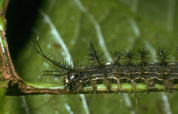 Fig.5 Larva <i>Lonomia columbiana</i>, (Saturniidae), se alimenta  <i>Protium stevensonii</i>, (Burseraceae), mostrando la parte dorsal tórax. Voucher: 04-SRNP-23491-DHJ86494.jpg.