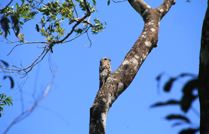 Fig. 1 Great Potoo (Pájaro Estaca) <i>Nyctibius grandis</i> (Nyctibiidae) Rio Chón Sector Del Oro; Área de Conservación Guanacaste. 21 de marzo 2025, Fotografía. Roster Moraga.