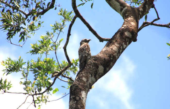 Fig. 2 Great Potoo (Pájaro Estaca) <i>Nyctibius grandis</i> (Nyctibiidae) Rio Chón Sector Del Oro; Área de Conservación Guanacaste. 25 de abril 2025, Fotografía. Roster Moraga.
