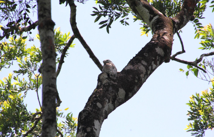 Fig. 3 Juvenil de Great Potoo (Pájaro Estaca) <i>Nyctibius grandis</i> (Nyctibiidae) Rio Chón Sector Del Oro; Área de Conservación Guanacaste. 27 de mayo 2025, Fotografía. Roster Moraga.