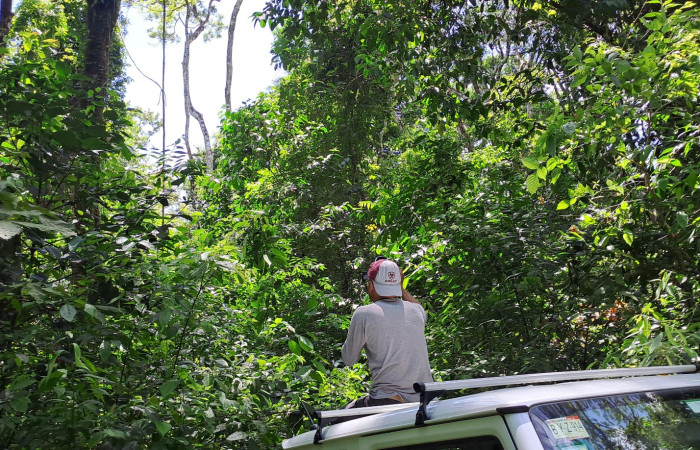 Fig. 4 Hábitat Great Potoo (Pájaro Estaca) <i>Nyctibius grandis</i> (Nyctibiidae) Rio Chón Sector Del Oro; Área de Conservación Guanacaste. 27 de mayo 2025, Fotografía. Roster Moraga.