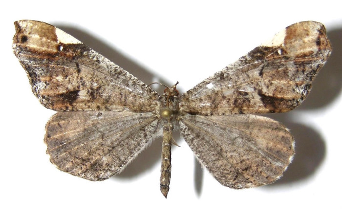 Figura 1. Adulto <i>Macrosoma</i> cascariaDHJ01 (Hedylidae), posición dorsal. Área de Conservación Guanacaste, Sector Santa Rosa. 04-SRNP-2009D HJ331716.