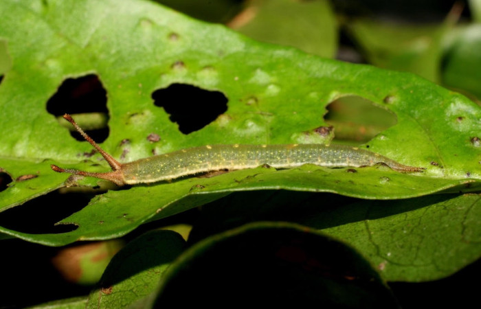 Figura 4. Larva de <i>Macrosoma</i> cascariaDHJ01 (Hedylidae), en último estadío, en la hoja de <i>Croton megistocarpus</i> (Euphorbiaceae) (21mm), 25 Octubre 2006, vista lateral. Voucher: 06-SRNP-47905-DHJ419170.jpg.
