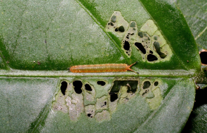 Figura 2. Larva de <i>Macrosoma</i> cascariaDHJ01 (Hedylidae), en segundo estadío, en la hoja de <i>Croton megistocarpus</i> (Euphorbiaceae) (13mm), 25 Octubre 2006, vista dorsal. Voucher: 06-SRNP-47905-DHJ419173.jpg.