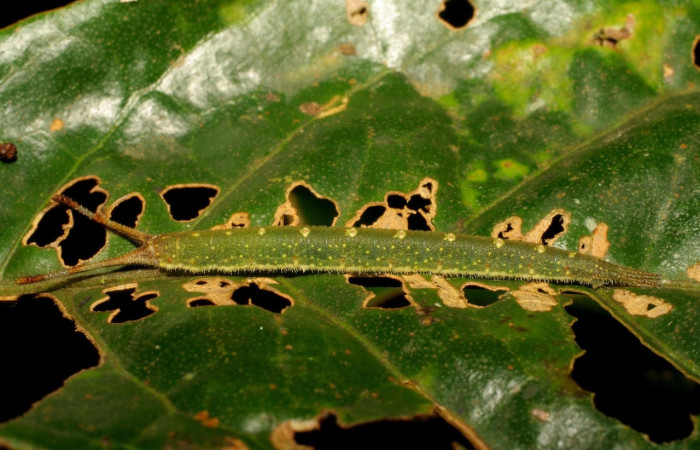 Figura 7. Larva de <i>Macrosoma</i> cascariaDHJ01 (Hedylidae), en último estadío, en la hoja de <i>Croton megistocarpus</i> (Euphorbiaceae) (21mm), 25 Octubre 2006, vista lateral. Voucher: 07-SRNP-45764-DHJ428371.jpg.