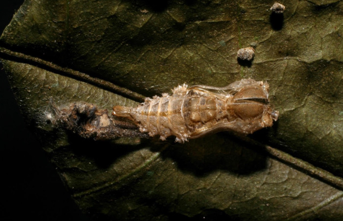Figura 8. Pupa de <i>Macrosoma</i> cascariaDHJ01 (Hedylidae), en la hoja de <i>Croton schiedeanus</i> (Euphorbiaceae) (21mm), 02 setiembre 2009, vista dorsal. Voucher: 08-SRNP-35837-DHJ449369.jpg.