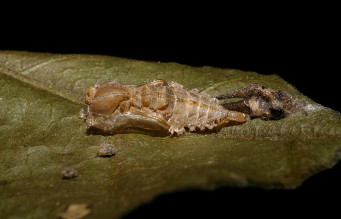Figura 9. Pupa de <i>Macrosoma</i> cascariaDHJ01 (Hedylidae), en la hoja de <i>Croton schiedeanus</i> (Euphorbiaceae) (21mm), 02 setiembre 2009, vista dorsal. Voucher: 08-SRNP-35837-DHJ449371.jpg.