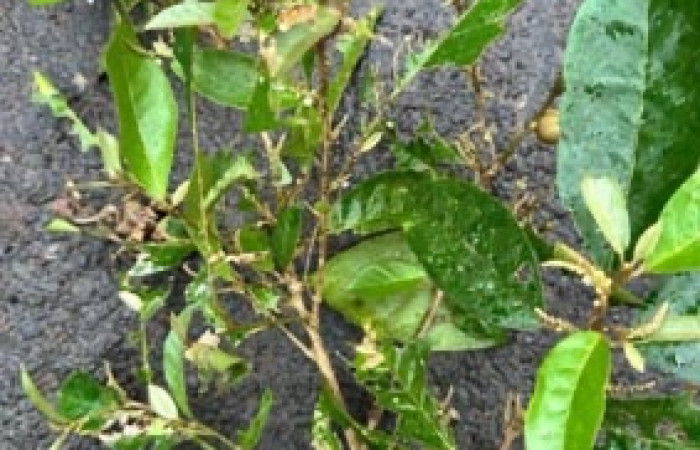 Figura 12. Planta hospedera de <i>Macrosoma</i> cascariaDHJ01 (Hedylidae),, esta planta se llama <i>Croton schiedeanus</i> (Euphorbiaceae). Estación Biológica Wege, Sector Rincon Rain Forest, foto: Angel Hernandez.