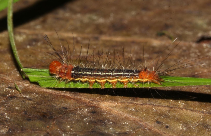 Fig.11. Larva de <i>Chrysostola moza</i> en posición lateral. Voucher : 19-SRNP-30826-DHJ765138.jpg.